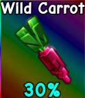 Wild Carrot
